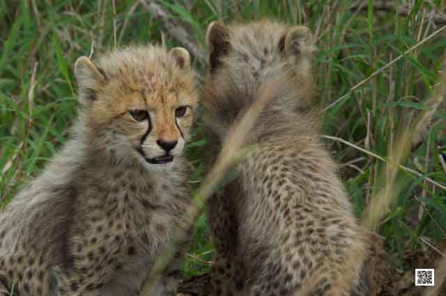 1-want-to-see cheetah-on-african-safari