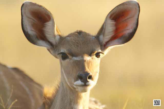 1-wildlife-photography-courses-kenya-tanzania-south-africa-botswana-photography-is-physical