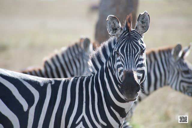 2-photographic-safaris-south-africa-masai-mara-kenya-botswana-tanzania-namibia-learn-from-picasso