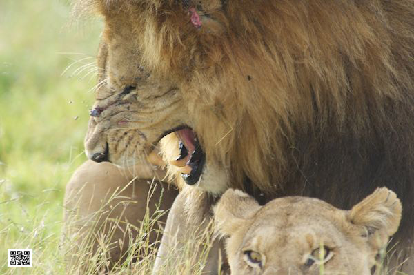 2-photographic-safaris-south-africa-masai-mara-kenya-botswana-tanzania-namibia-mating-lion