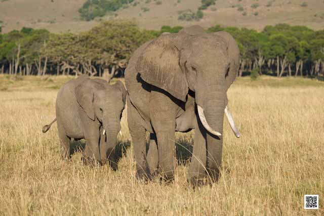 2-wildlife-photography-courses-masai-mara-kenya-tanzania-south-africa-botswana-leave-office