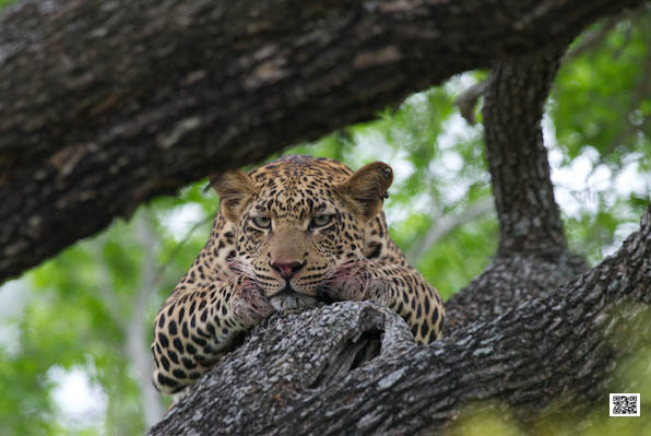 3-photographic-safari-packages-south-africa-masai-mara-kenya-botswana-tanzania-namibia-leopard-look