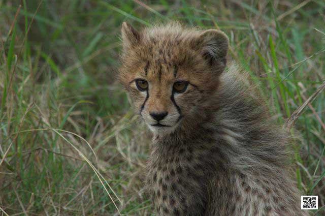 3-photographic-safaris-south-africa-masai-mara-kenya-botswana-tanzania-namibia-cartier-bresson-2