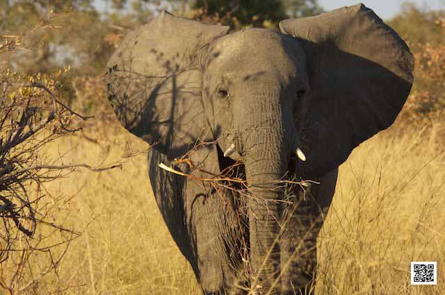 3-photographic-safaris-south-africa-masai-mara-kenya-botswana-tanzania-namibia-special-wildlife-photography-4-pillars