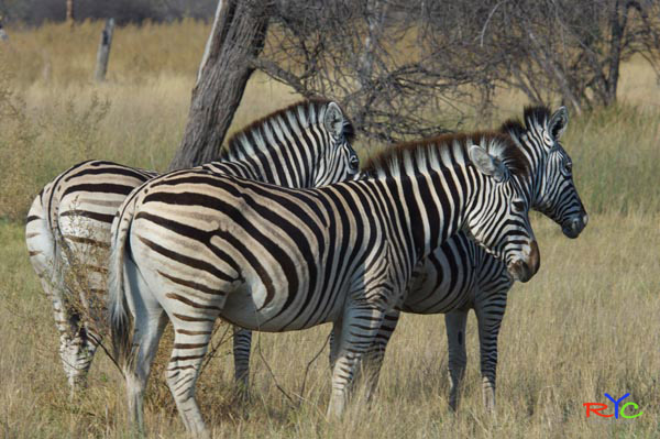 3-want-to-get-best-price-african-safari