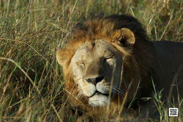 4-photographic-safari-packages-south-africa-masai-mara-kenya-botswana-tanzania-namibia-creative-block