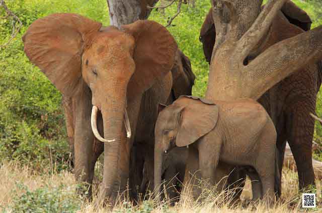 6-how-to-get-close-to elephants