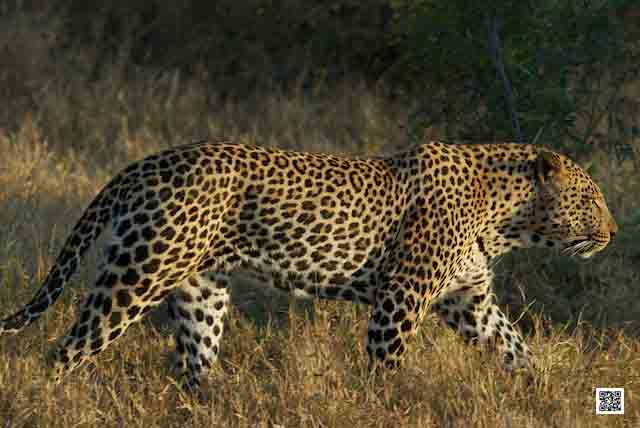 6-wildlife-photography-courses-masai-mara-kenya-tanzania-south-africa-botswana-google-glasses