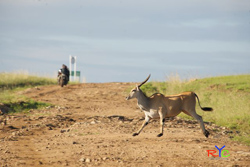 eland photographic safaris masai mara kenya