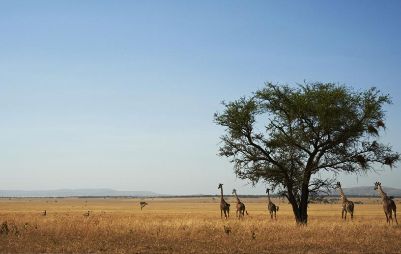 grumeti-serengeti