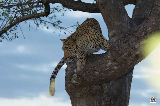 photographic safaris south Africa Kenya Botswana Tanzania Namibia desperate leopard