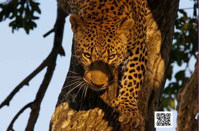 photographic safaris south Africa Kenya Botswana Tanzania Namibia organize images