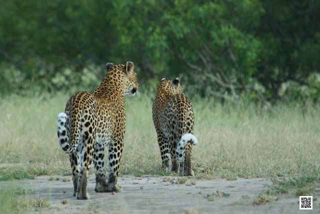 photographic safaris south Africa Kenya Botswana Tanzania Namibia vomba3