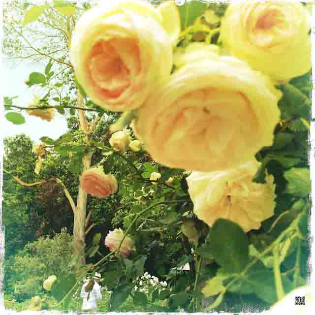 roses-with-hipstamatic