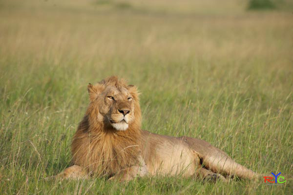 want-to-see-lion-on-african-safari