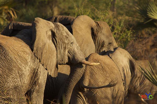 what-you-should-know-about-elephants-on-african-safari