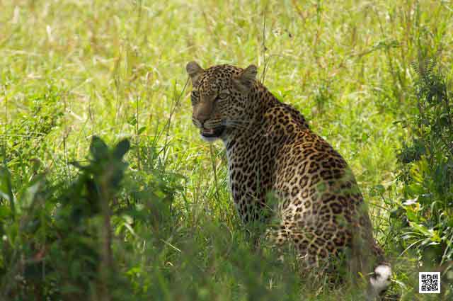 wildlife photography courses Kenya Tanzania south Africa Botswana camera obscura