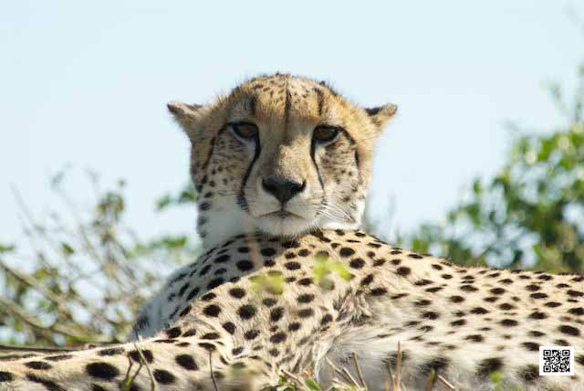 wildlife photography courses Kenya Tanzania south Africa Botswana how tos