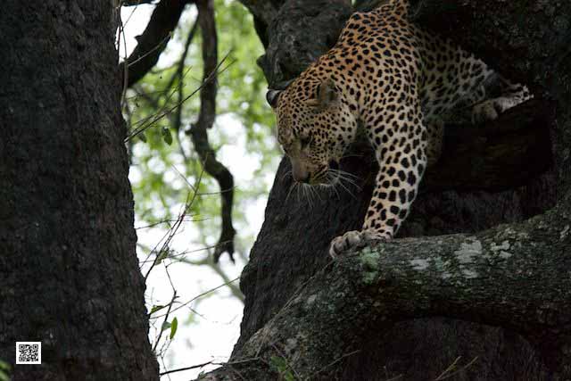 wildlife photography courses Kenya Tanzania south Africa Botswana philosophy