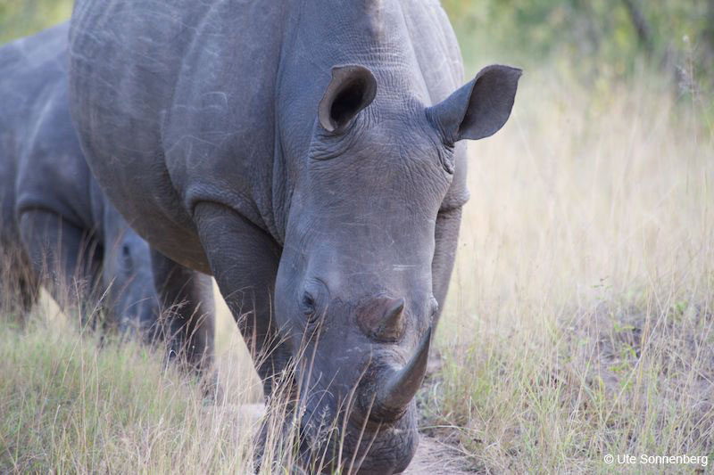 6-self-drive-safari-botswana