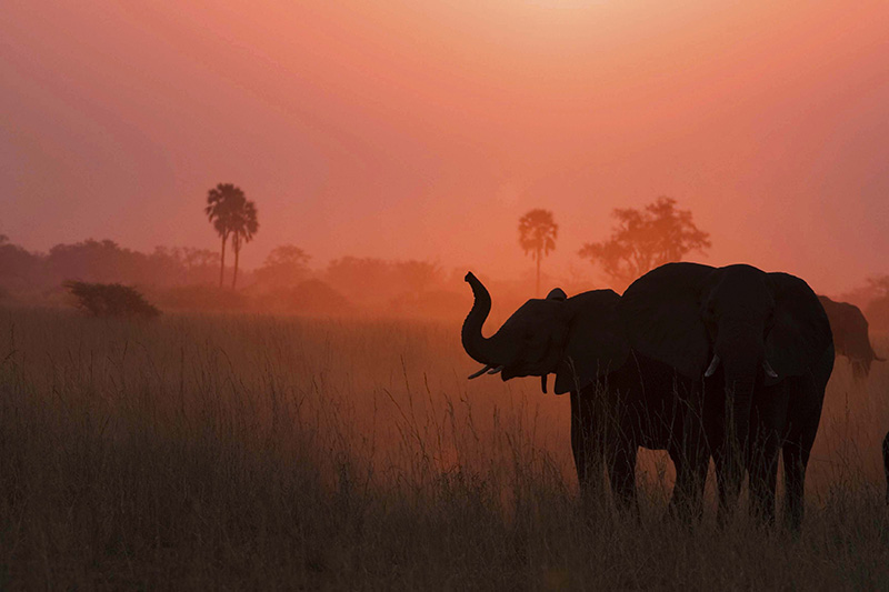 bucket-list-animal-encounters-on-african-safari