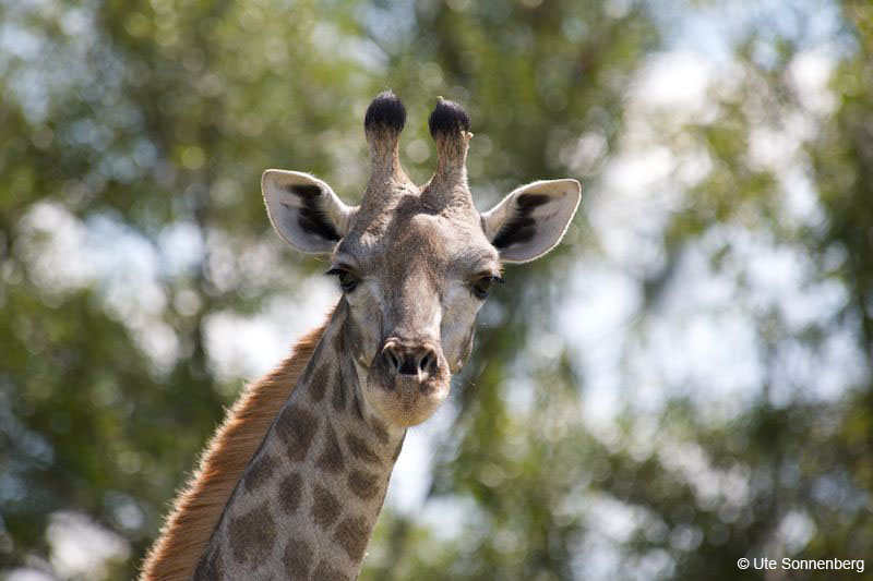 giraffes-on-african-safari