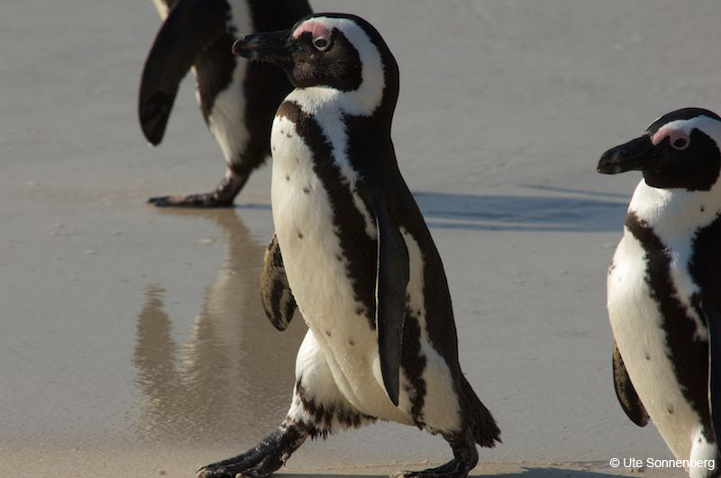 penguins-at-boulders-south-africa-safari