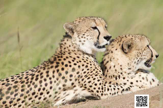 2-wildlife-photography-courses-masai-mara-kenya-tanzania-south-africa-botswana-patience-photography