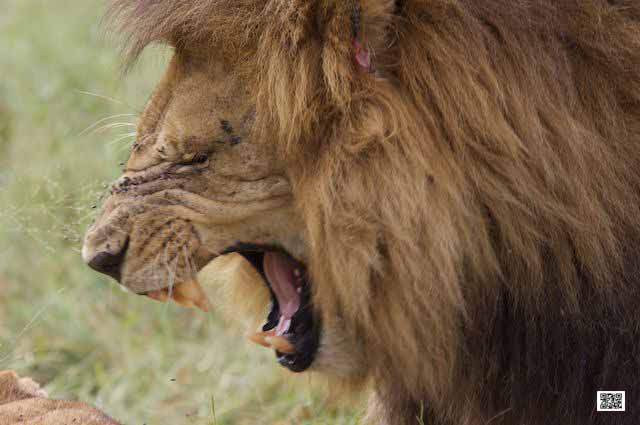 3-photographic-safaris-south-africa-masai-mara-kenya-botswana-tanzania-namibia-learn-from-van-gogh