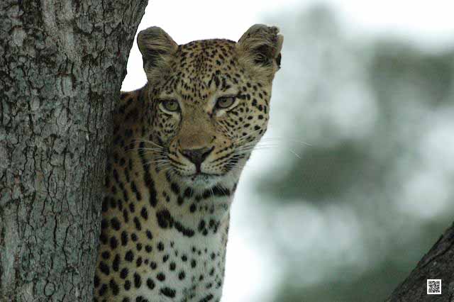 3-photographic-safaris-south-africa-masai-mara-kenya-botswana-tanzania-namibia-your-gear-you