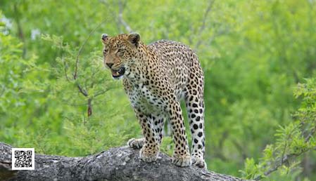 4-african-safari-2014-kenya-safari