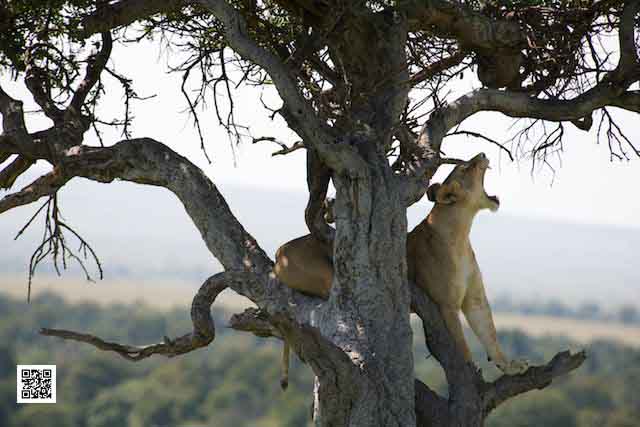 4-photographic-safaris-kruger-south-africa-wildlife-photo-component