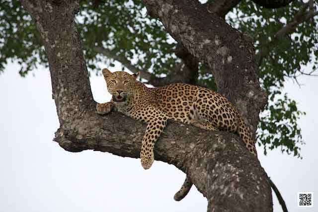 5-photographic-safaris-south-africa-kenya-botswana-leopard-in-tree
