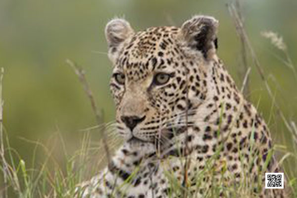 5-photographic-safaris-south-africa-masai-mara-kenya-botswana-tanzania-namibia-photograph-this-summer