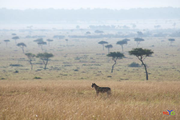 7-why-uganda-is-great-for-african-photographic-safaris