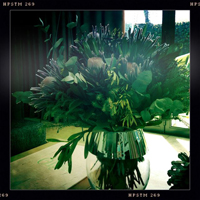 hipstamatic photograph course safari flower vase