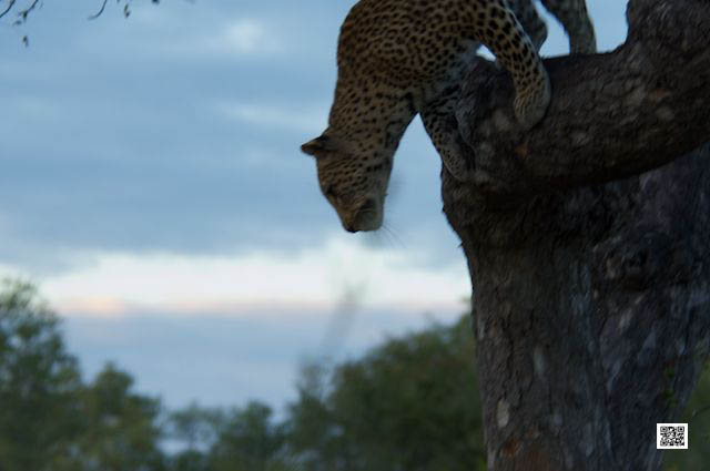 innovative leadership photographic safaris training Kenya south africa get started