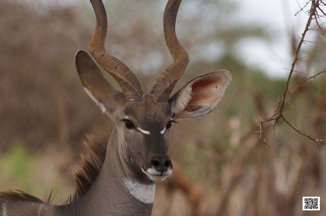 innovative leadership photographic safaris training Kenya south africa produce ideas