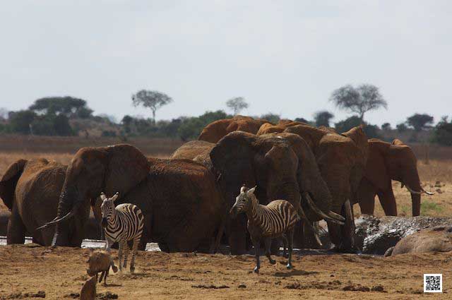 photographic safaris south Africa Kenya Botswana Tanzania Namibia 19