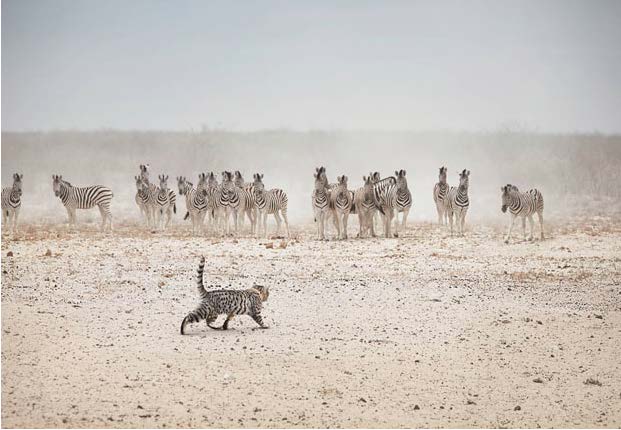 photographic safaris south Africa Kenya Botswana Tanzania Namibia domestic cat