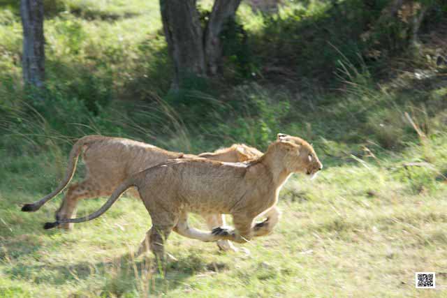 wildlife photography courses Kenya Tanzania south Africa Botswana gift hunt