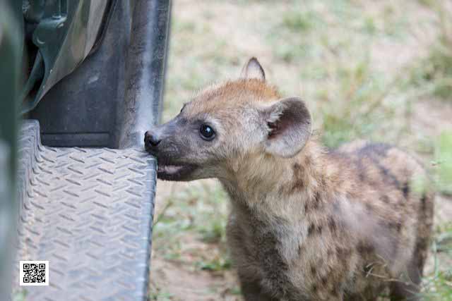 photographic safaris south Africa Kenya Botswana Tanzania Namibia how many equipment