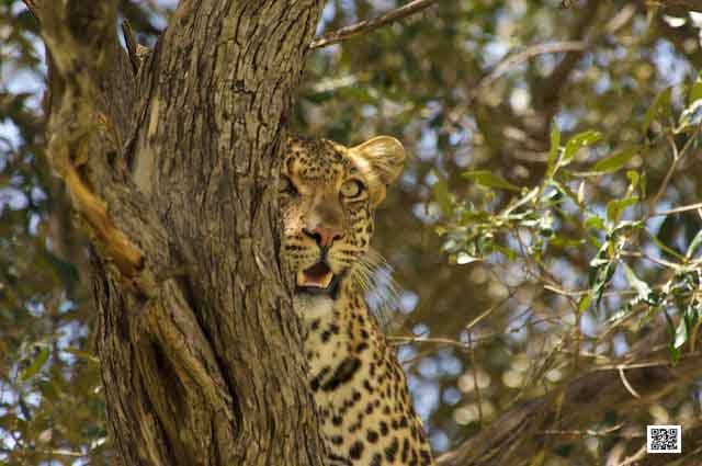 photographic safaris south Africa Kenya Botswana Tanzania Namibia hunting bann