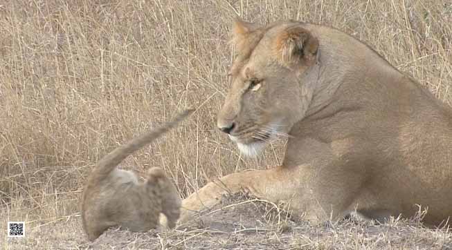 photographic safaris south Africa Kenya Botswana Tanzania Namibia lion cub learn