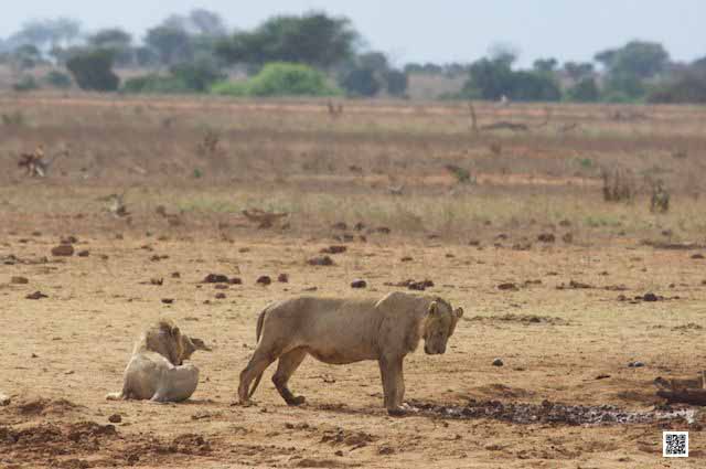 photographic safaris south Africa Kenya Botswana Tanzania Namibia loving lion