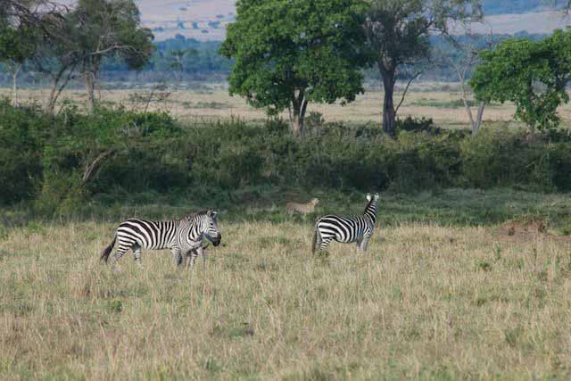 photographic safaris south Africa Kenya Botswana Tanzania Namibia mara6