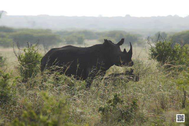 photographic safaris south Africa Kenya Botswana Tanzania Namibia rhino google