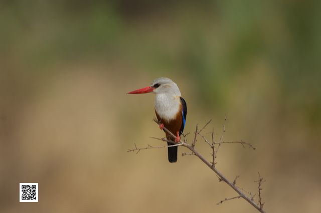 photographing birds on photographic safaris kenya tanzania