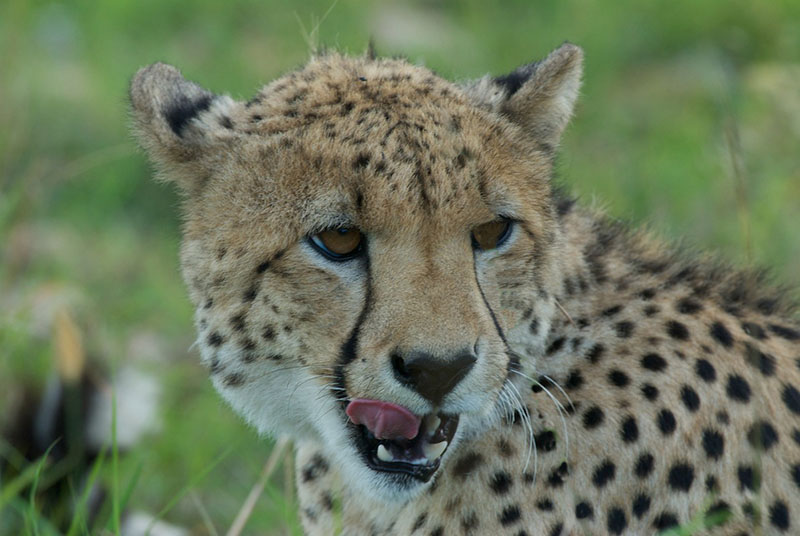 south-african-safari-tour-cheetah-and-big-five