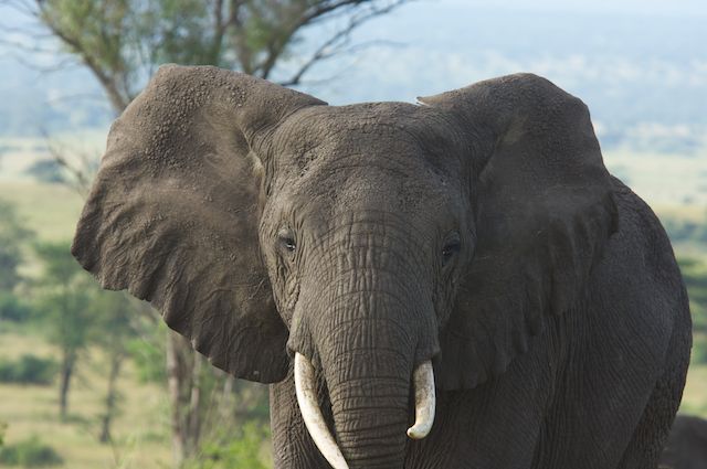 why-you-should-go-on-african-safari-in-uganda